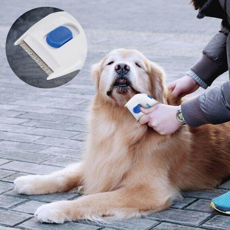 import placeholder for 4441 Goldener Retriever mit Läusekamm
