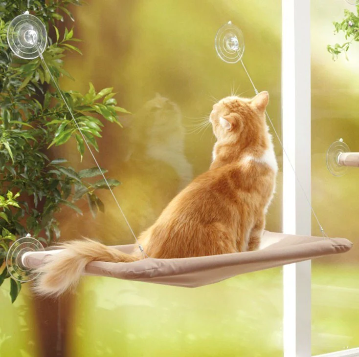 hängematte für katzen Orange cat in window hammock
