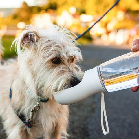 hunde trinkflasche Hund trinkt Wasser aus Flasche