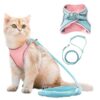 Katze mit Geschirr und Leine