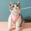 Katze im rosa Geschirr wartet.
