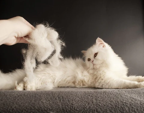 magische fellpflegebürste selbstreinigend Weiße Katze mit ausgekämmtem Fell