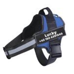 Blauer Hundegeschirr mit Name.