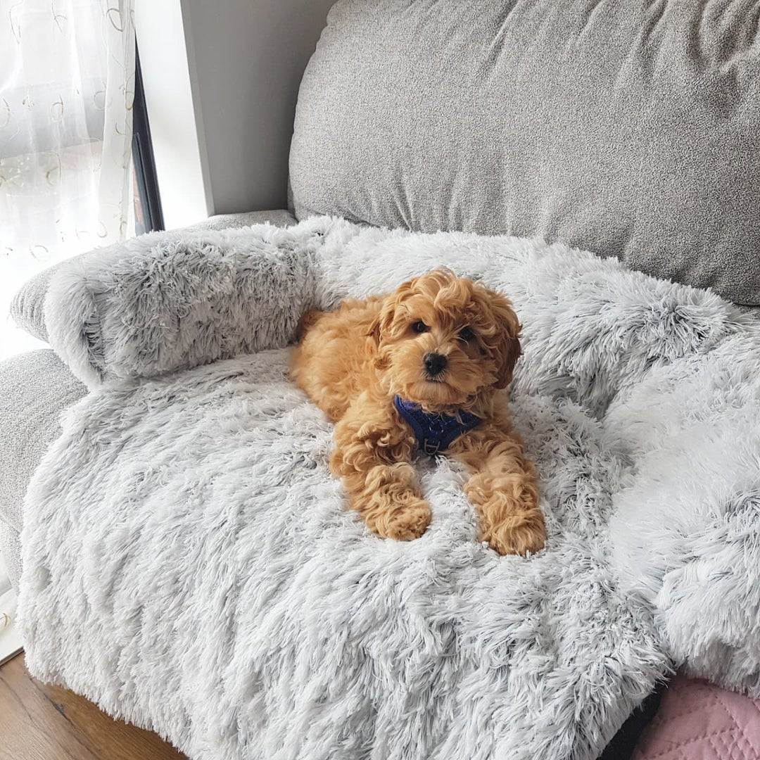sofa und möbelschutz Brauner Hund auf Kuscheldecke