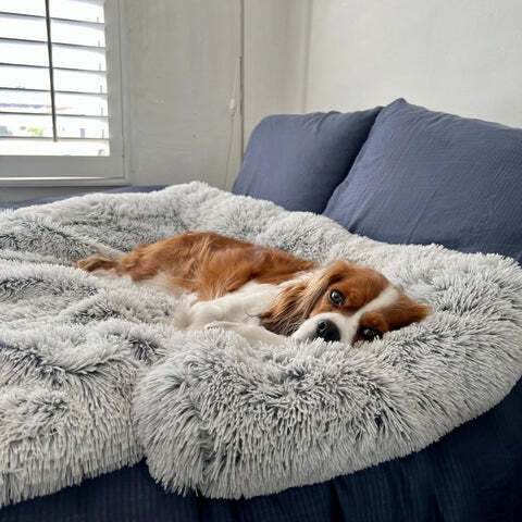 sofa und möbelschutz Hund liegt auf flauschigem Bett