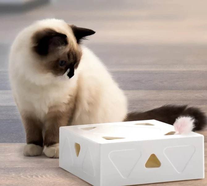 spaßbox das interaktive katzenspielzeug Katze spielt mit Spielzeug
