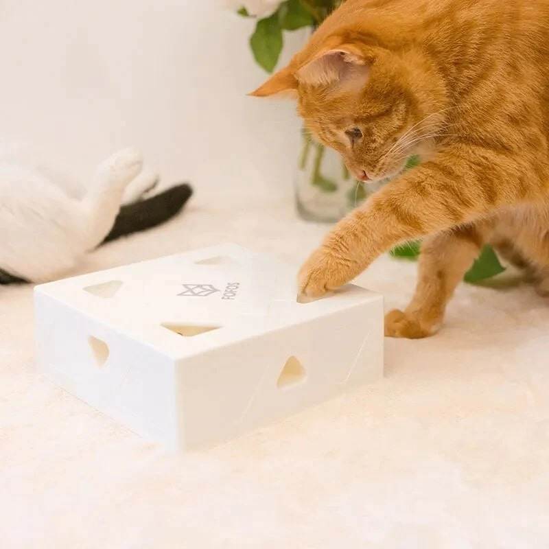 spaßbox das interaktive katzenspielzeug Katzen spielen mit Spielzeug