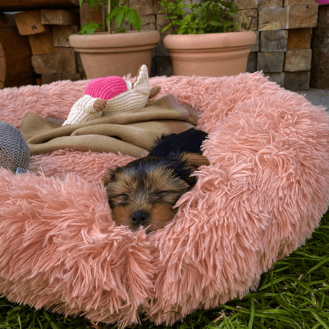 kuschelweiches hundebett wolke 7 unser original Yorkshire Welpe schläft im Bett