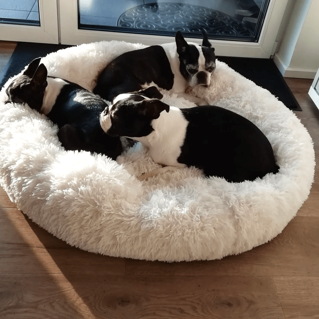kuschelweiches hundebett wolke 7 unser original Boston Terrier Hunde schlafen zusammen