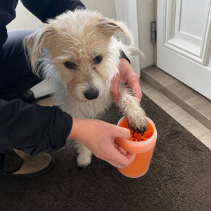 Terrier bekommt Pfote im orangen Pfotenreiniger gesäubert am Eingang