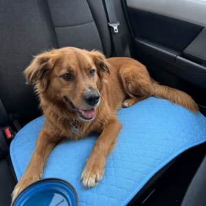 Hund entworkspacent auf der Kühlmatte auf der Rückbank im Auto