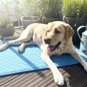 Labrador liegt auf der blauen Kühlmatte auf der Terrasse