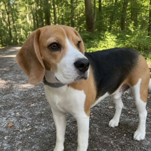 Beagle mit Zeckenband beim Waldspaziergang
