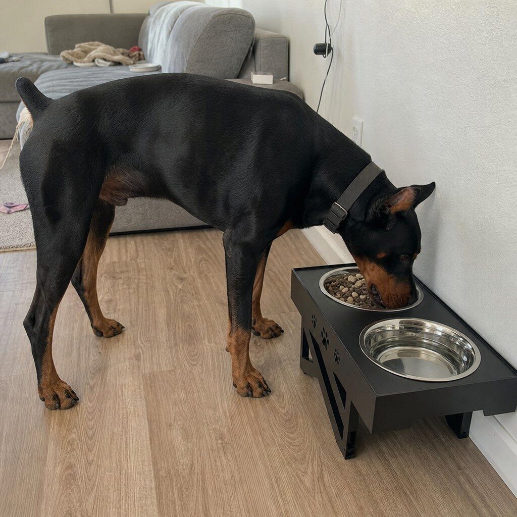 erhöhter futternapf Dobermann frisst am erhöhten Edelstahl-Futternapf im Wohnzimmer