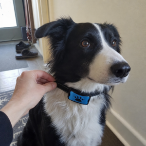Border Collie mit dem Anti-Bell Halsband im Flur