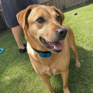 Labrador im Garten mit dem Anti-Bell Halsband