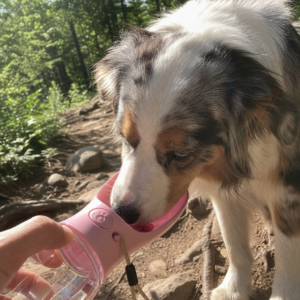 Australian Shepherd trinkt auf der Wanderung aus der rosa Hunde-Trinkflasche