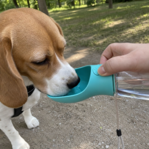 Beagle trinkt im Park aus der tragbaren Hunde-Trinkflasche