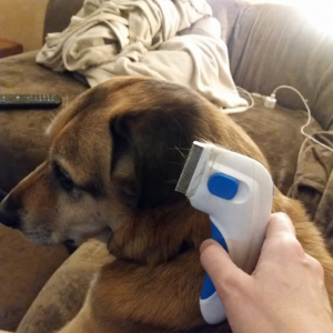 Hund wird am Hals mit dem elektrischen Zeckenkamm gekämmt
