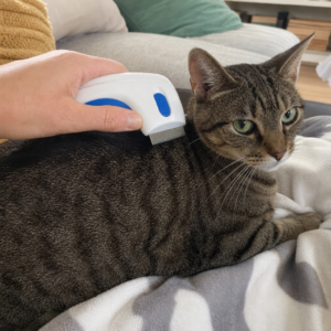 Katze wird mit dem elektrischen Floh- und Zeckenkamm gekämmt