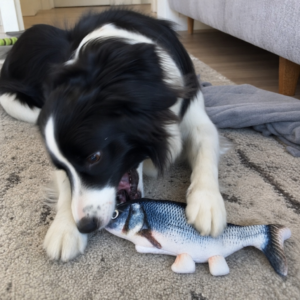 Border Collie spielt mit dem Zappel-Fisch Plueschspielzeug