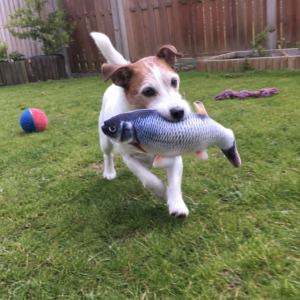 Jack Russell traegt den Zappel-Fisch im Garten