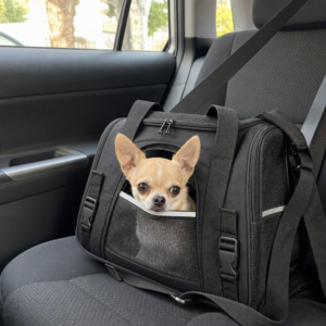 Chihuahua schaut aus der Hunde-Tragetasche auf dem Autoruecksitz