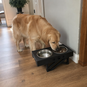Golden Retriever am erhoehten Futternapf im Flur