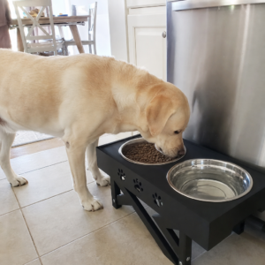 Labrador frisst am erhoehten Futternapf in der Kueche